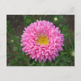 Rosa Zinnia Vykort