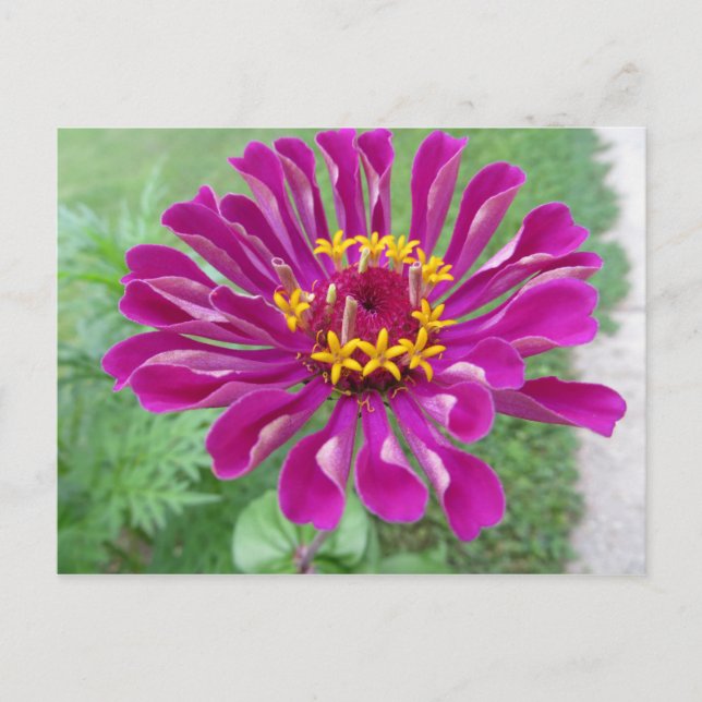 Rosa Zinnia Vykort (Framsida)