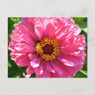 Rosa Zinnia Vykort