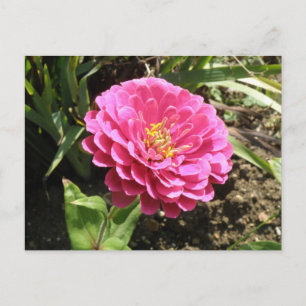 Rosa Zinnia-vykort Vykort