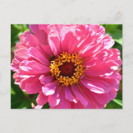 Rosa Zinnia-vykort Vykort