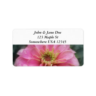 Rosa Zinniablomma Adressetikett