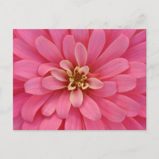 Rosa Zinniablommavykort Vykort