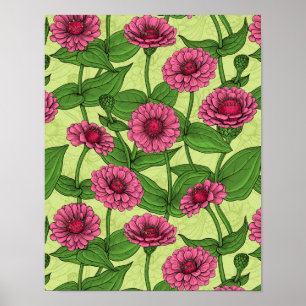 Rosa Zinnias på ljust grönt Poster