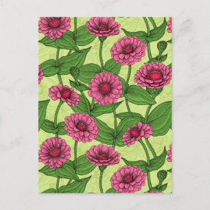 Rosa Zinnior på ljust grön Vykort
