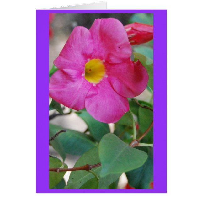Rosablomma Hälsningskort (Framsidan)
