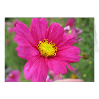 Rosablomma Hälsningskort