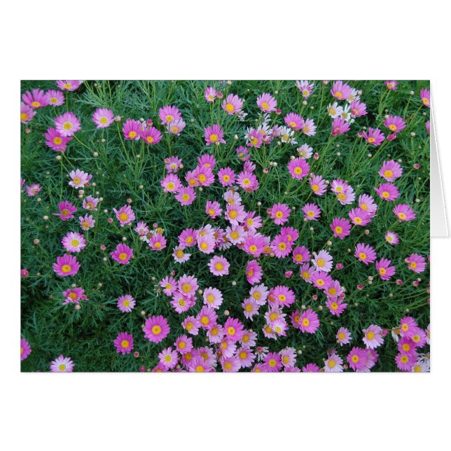 Rosablommakort Hälsningskort (Framsidan Horizontal)