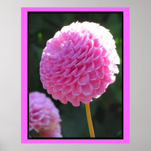 Rosabollblomma Poster