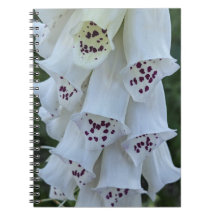 Rosafläckig vit digitalis blom