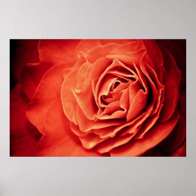 rosafullt liv poster (Framsidan)