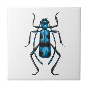 Rosalia Alpina beetle Kakelplatta