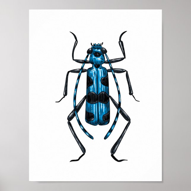 Rosalia Alpina beetle Poster (Framsidan)