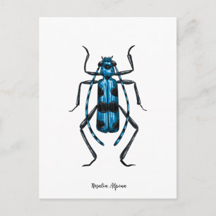 Rosalia Alpina skalbagge Vykort