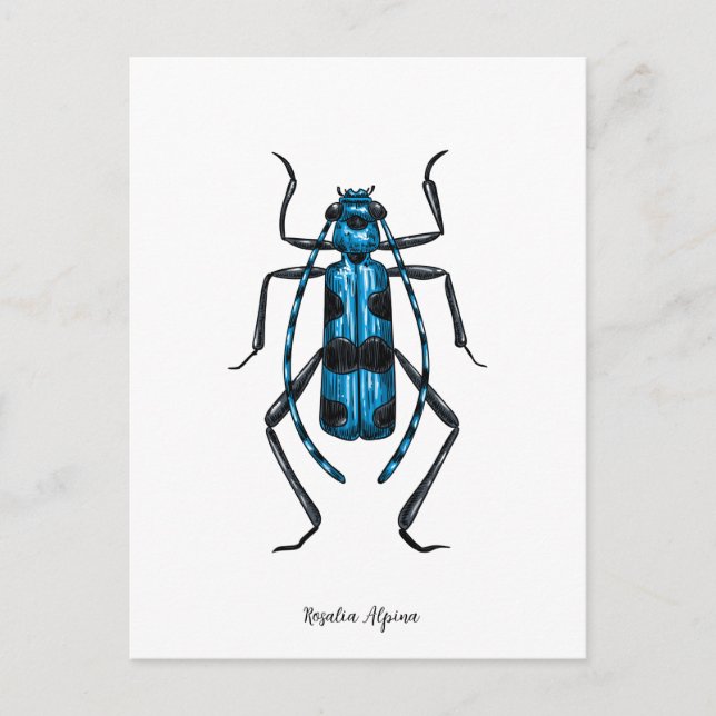 Rosalia Alpina skalbagge Vykort (Framsida)