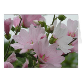 Rosan blommar den Impatiens familjen Hälsningskort