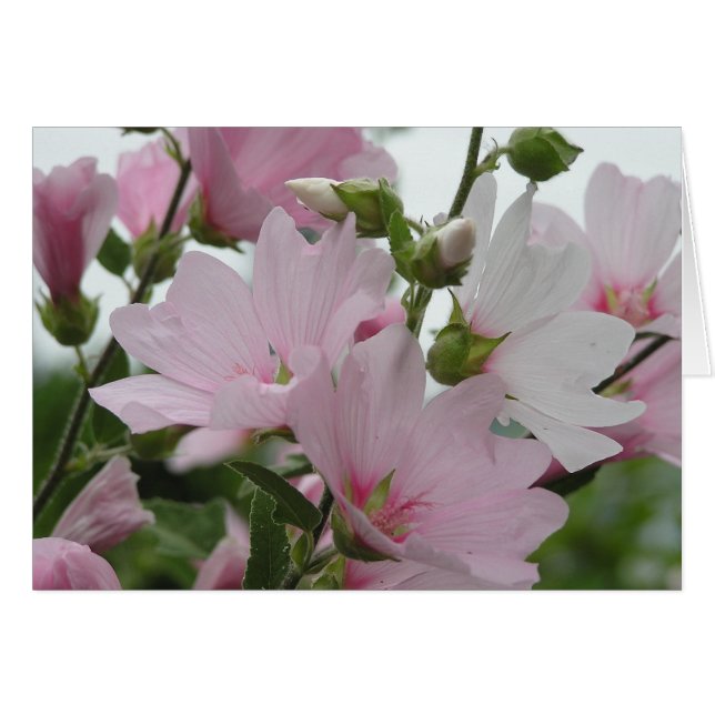 Rosan blommar den Impatiens familjen Hälsningskort (Framsidan Horizontal)