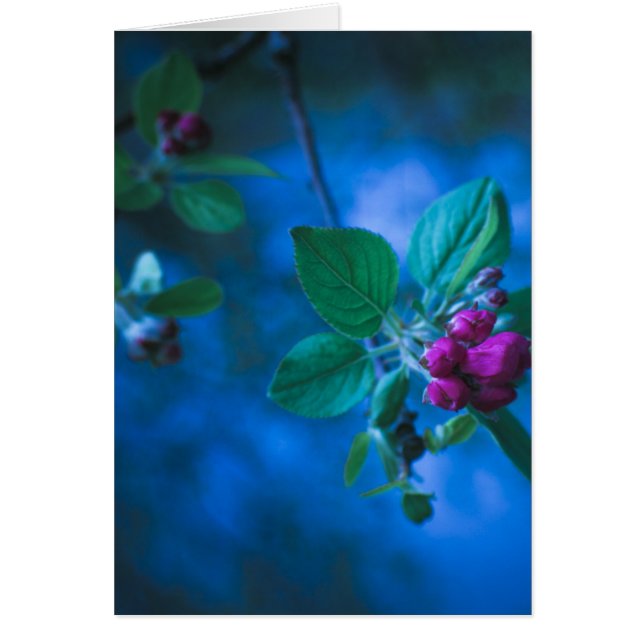 Rosan blommar kortet hälsningskort (Framsidan)
