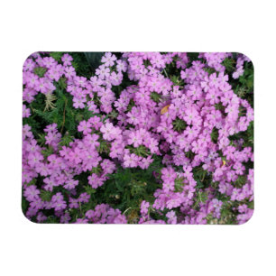 Rosan blommar magneten magnet