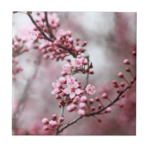 Rosan blomstrar i vårfoto kakelplatta