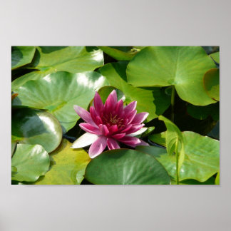 Rosan Blooming Waterlily Poster