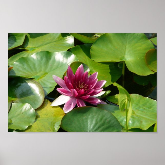 Rosan Blooming Waterlily Poster (Framsidan)