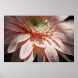 Rosan bubblar poster