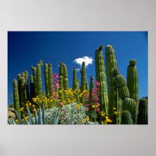 Rosan många växter, den Sonoran öknen, Arizona Poster