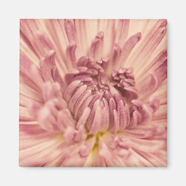 RosaPetals1_5x7etsy Magnet (Framsidan)