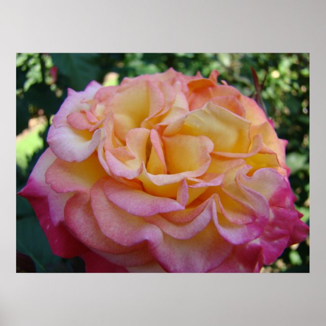 ROSAR Rosa Gul Rosa Blomma 2 Konsttryck Affischer (Framsidan)