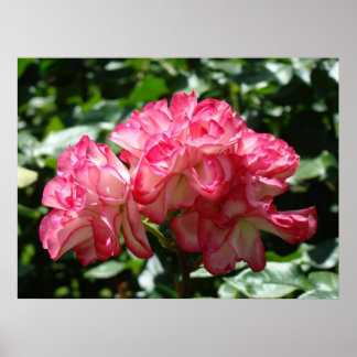 ROSAR Rosa Rosblommor 2 Konsttryck Affischer Konst