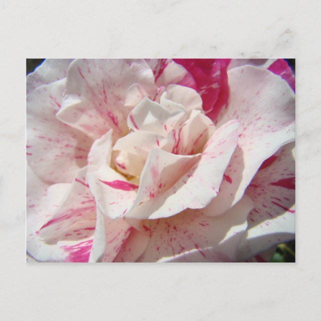 ROSAR Rosa Vita Rosblommor 1 Kort Presentartikler  (Framsida)