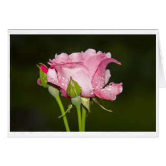 rosarote Rose Grusskarte Hälsningskort
