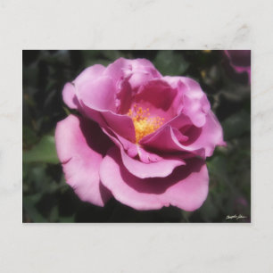 Rosas Moradas 3 Vykort
