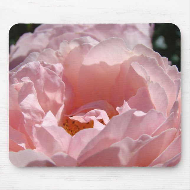 Rosblomma musmatta Rosa rosor Blommig musmatta (Framsidan)