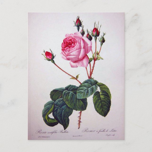 Rosblomma, Pierre Joseph Redouté Vykort (Framsida)
