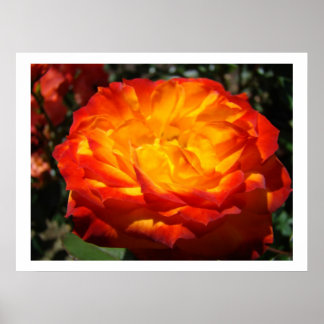 Rosbloms Konsthantverk Naturträdgård Poster