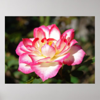 Rosbloms konsttryck inramad canvas Rosa blommor Poster