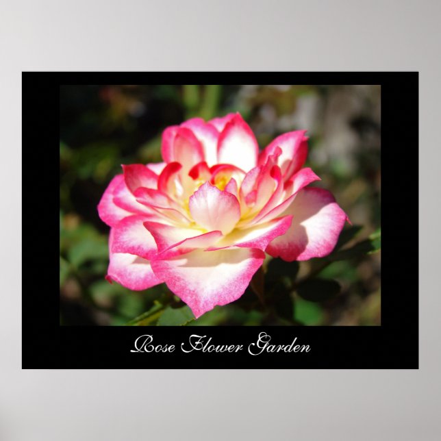 Rosblomster trädgård konsttryck Rosa Rosor Poster (Framsidan)