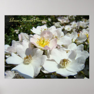 Rosblomster trädgård konsttryck Vita Rosor Rosa Poster