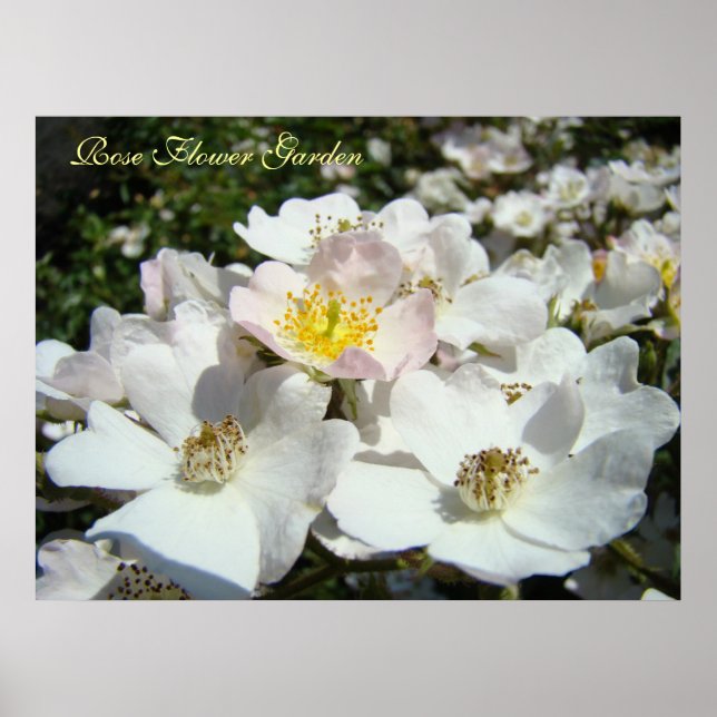 Rosblomster trädgård konsttryck Vita Rosor Rosa Poster (Framsidan)