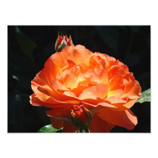 Rosblomster trädgårdsfotografering Fina konsttryck Fototryck