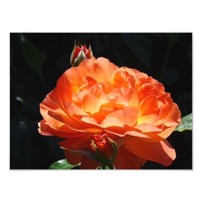 Rosblomster trädgårdsfotografering Fina konsttryck Fototryck (Framsidan)