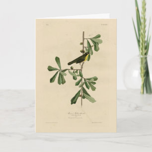 Roscoes Gult-svalg, Audubon's Birds of America Kort