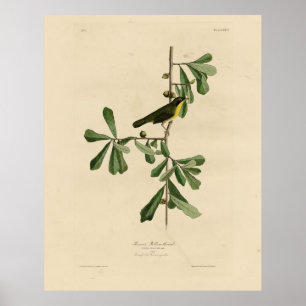 Roscoes Gult-svalg, Audubon's Birds of America Poster