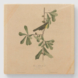 Roscoes Gult-svalg, Audubon's Birds of America Stenunderlägg