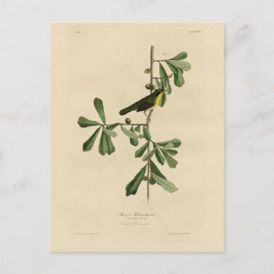 Roscoes Gult-svalg, Audubon's Birds of America Vykort