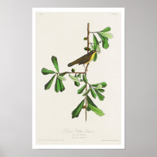 Roscoes Gult-svalg av Audubon Poster