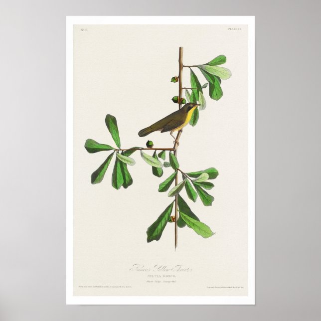 Roscoes Gult-svalg av Audubon Poster (Framsidan)