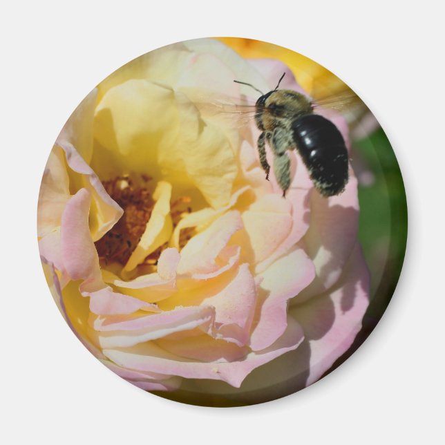 Rose And Bumble Bee Flower Photography  Magnet (Framsidan)